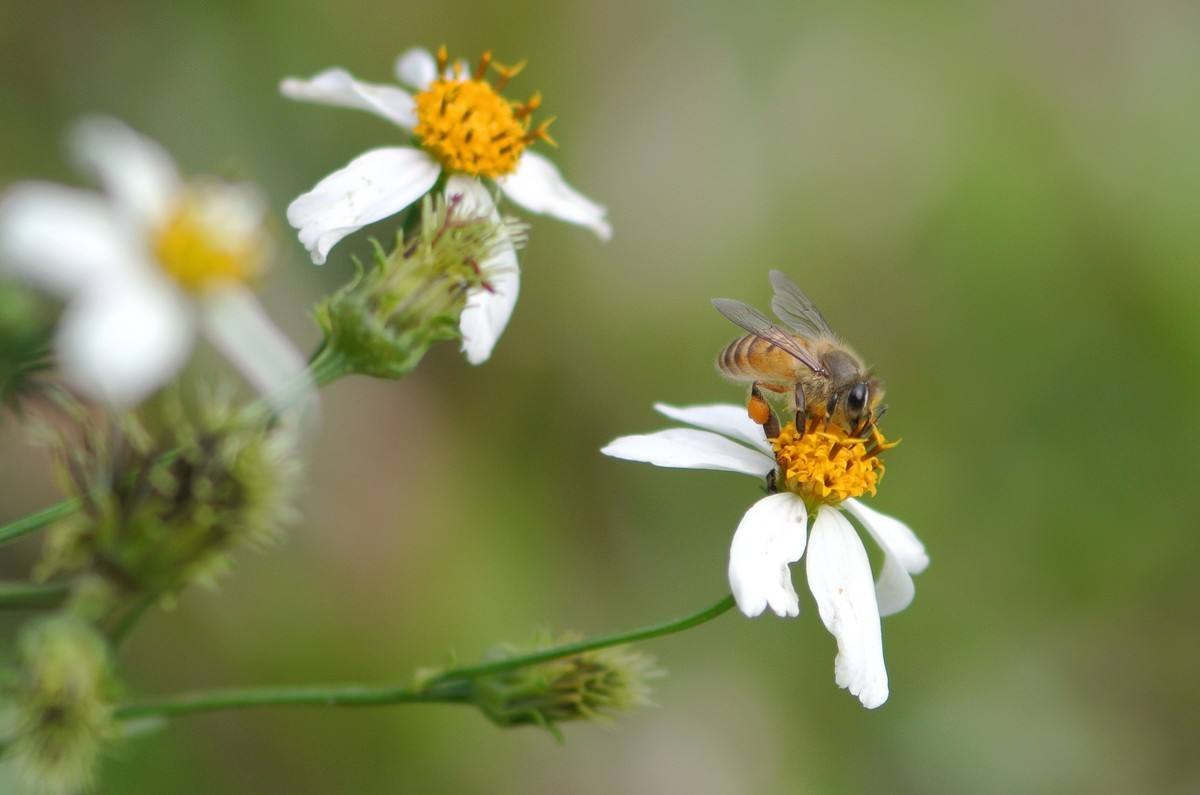 【蜜蜂養(yǎng)殖】一百只蜂的蛋群速繁法 一百只蜂的蛋群速繁法