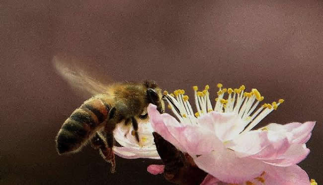 收捕蜂群時如何判斷有沒有蜂王? 收蜂判斷有沒有蜂王