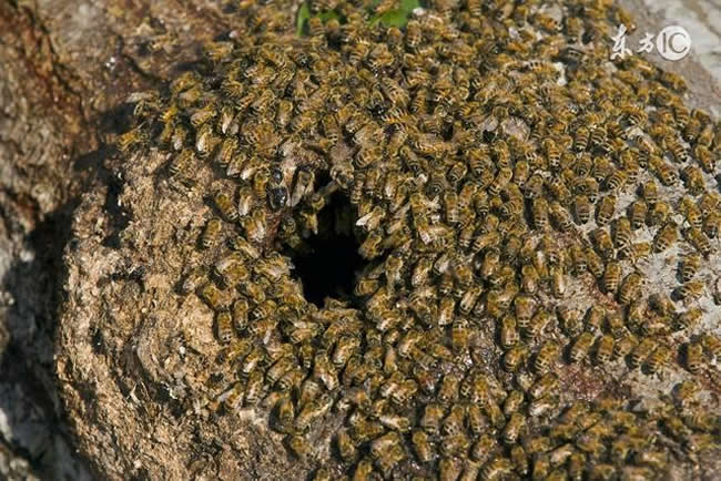 收捕蜂群時如何判斷有沒有蜂王? 收蜂判斷有沒有蜂王