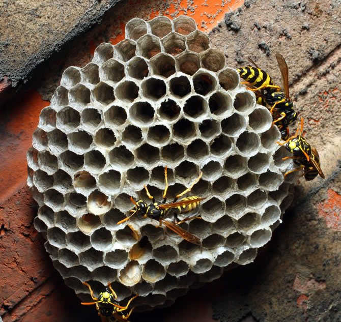 馬蜂是益蟲還是害蟲(養蜂如何防馬蜂) 馬蜂是益蟲還是害蟲(養蜂如何防馬蜂)