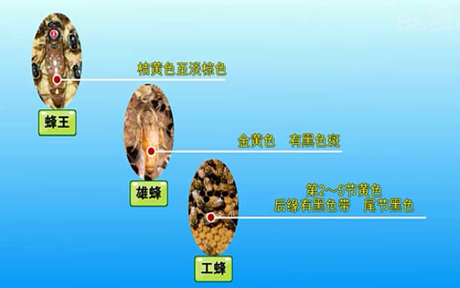 澳意蜜蜂 澳意蜜蜂