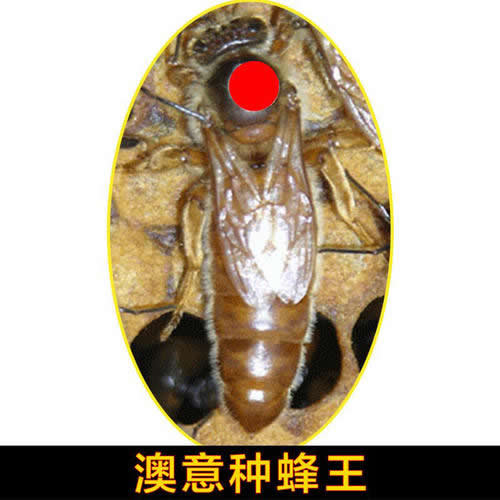 澳意蜜蜂 澳意蜜蜂