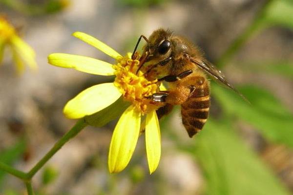 蜜蜂采蜜的同時對花朵有哪些影響(蜜蜂采蜜對花朵有什么影響和好處) 蜜蜂采蜜的同時對花朵有哪些影響(蜜蜂采蜜對花朵有什么影響和好處)