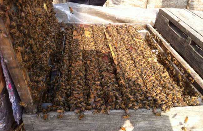 蜜蜂采蜜的同時對花朵有哪些影響(蜜蜂采蜜對花朵有什么影響和好處) 蜜蜂采蜜的同時對花朵有哪些影響(蜜蜂采蜜對花朵有什么影響和好處)