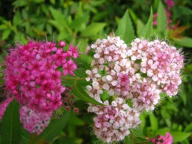 有毒蜜源植物有哪些？(附帶40種有毒蜜源植物介紹)