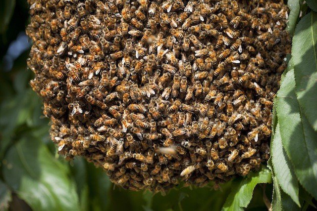 蜜蜂結團是什么原因(蜜蜂在朝門口結團的原因) 蜜蜂結團是什么原因(蜜蜂在朝門口結團的原因)