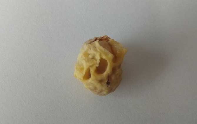 人造王臺蜂王會產(chǎn)卵嗎 人造王臺蜂王會產(chǎn)卵嗎