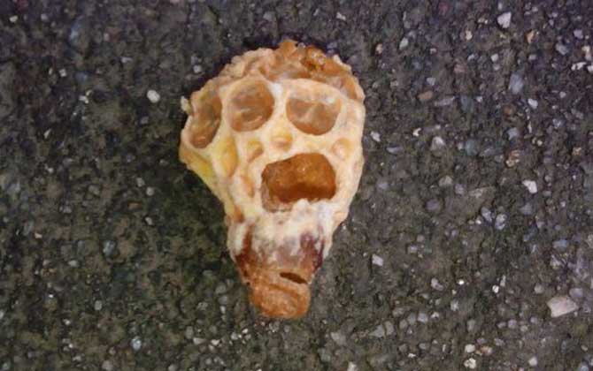 人造王臺蜂王會產(chǎn)卵嗎 人造王臺蜂王會產(chǎn)卵嗎