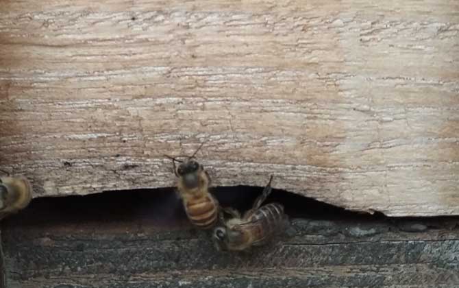 新手蜜蜂秋繁怎樣養(yǎng)蜂(蜜蜂秋繁技術(shù)及注意事項(xiàng)) 新手蜜蜂秋繁怎樣養(yǎng)蜂(蜜蜂秋繁技術(shù)及注意事項(xiàng))·