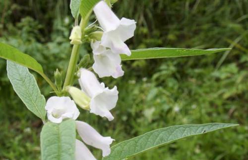 芝麻什么時(shí)候開花（秋天有什么蜜源植物）
