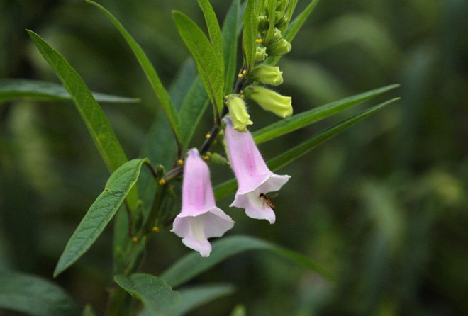芝麻什么時(shí)候開花（秋天有什么蜜源植物）