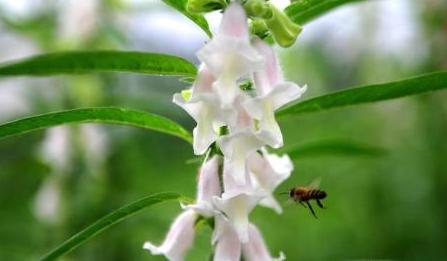 芝麻什么時(shí)候開花（秋天有什么蜜源植物）