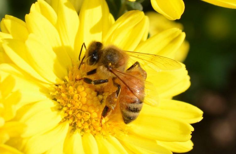 陽臺養(yǎng)蜂如何避光(如何給蜜蜂遮陰) 陽臺養(yǎng)蜂如何避光(如何給蜜蜂遮陰)