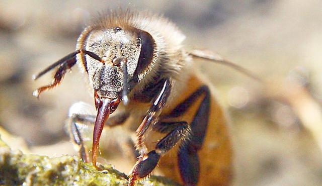 陽臺養(yǎng)蜂如何避光(如何給蜜蜂遮陰) 陽臺養(yǎng)蜂如何避光(如何給蜜蜂遮陰)