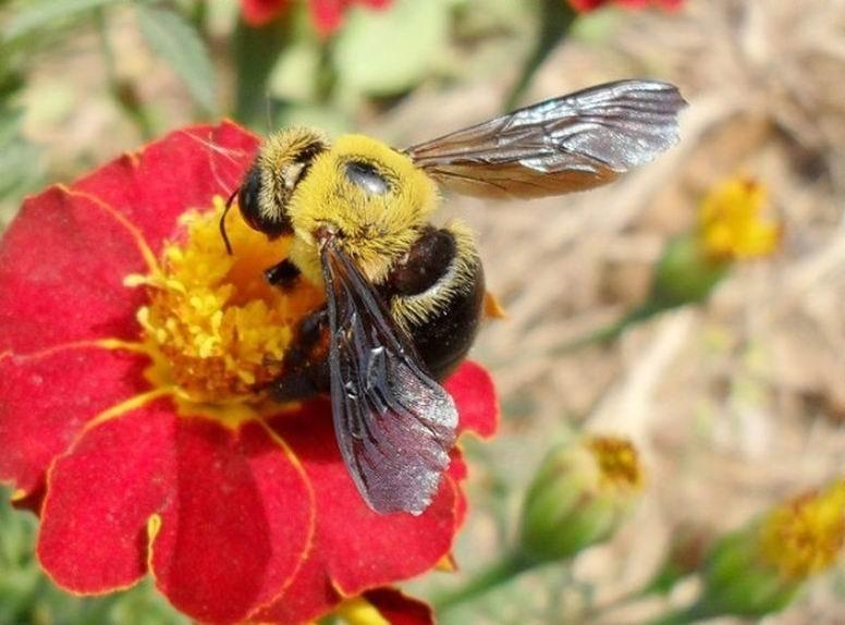 木蜂的毒性強(qiáng)嗎(木蜂的毒性有多大) 木蜂的毒性強(qiáng)嗎(木蜂的毒性有多大)