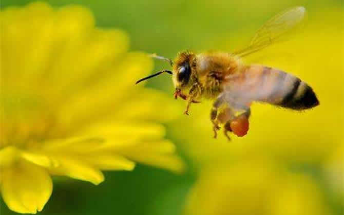 一畝大棚養(yǎng)殖多少蜜蜂 一畝大棚養(yǎng)殖多少蜜蜂