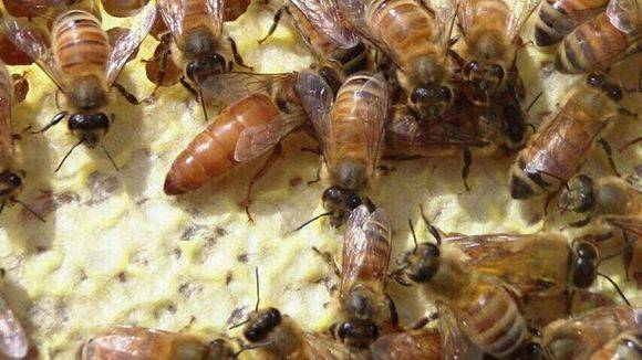 中蜂取蜂蜜的最佳時間是什么時候？