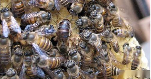 中蜂取蜂蜜的最佳時間是什么時候？