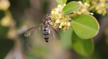 蜂王生的工蜂與雄蜂親緣系數(shù)(工蜂為啥從不把雄蜂當(dāng)“爹”) 蜂王生的工蜂與雄蜂親緣系數(shù)(工蜂為啥從不把雄蜂當(dāng)“爹”)
