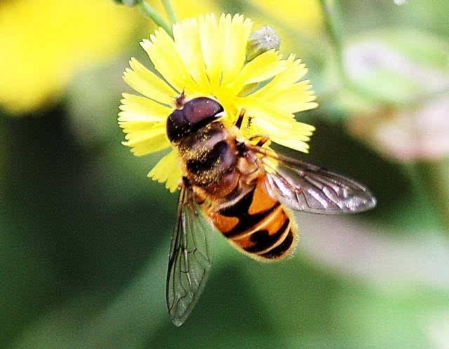 蜂王生的工蜂與雄蜂親緣系數(shù)(工蜂為啥從不把雄蜂當(dāng)“爹”) 蜂王生的工蜂與雄蜂親緣系數(shù)(工蜂為啥從不把雄蜂當(dāng)“爹”)