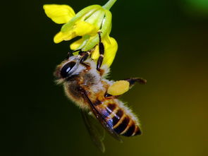 蜂王生的工蜂與雄蜂親緣系數(shù)(工蜂為啥從不把雄蜂當(dāng)“爹”) 蜂王生的工蜂與雄蜂親緣系數(shù)(工蜂為啥從不把雄蜂當(dāng)“爹”)