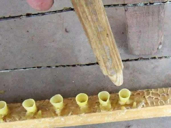 怎樣進行人工育王？