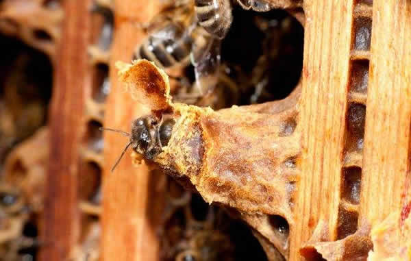 怎樣進行人工育王？