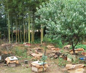 一個山區中蜂場最多養多少箱中蜂（想要養殖1000箱蜜蜂，需要注意哪些問題）