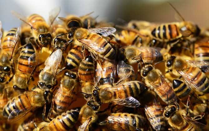 蜜蜂工蜂和雄蜂的區(qū)別 蜜蜂工蜂和雄蜂的區(qū)別