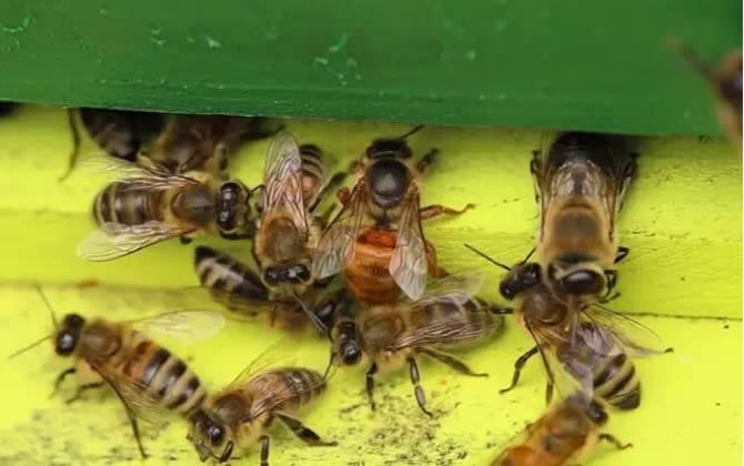 蜜蜂工蜂和雄蜂的區(qū)別 蜜蜂工蜂和雄蜂的區(qū)別