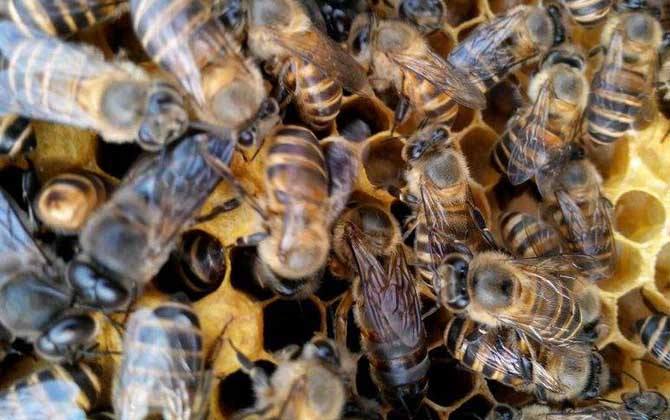 蜜蜂工蜂和雄蜂的區(qū)別 蜜蜂工蜂和雄蜂的區(qū)別