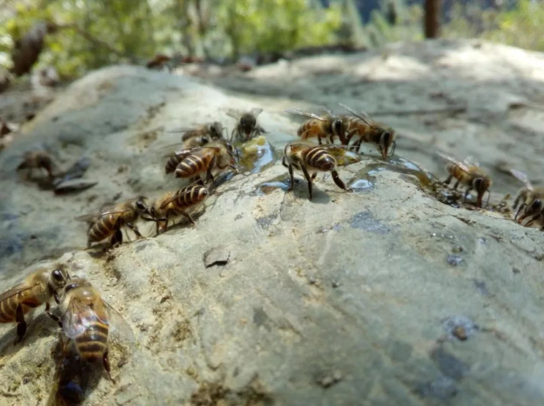 松丹二號的優點與缺點(松丹2號雙交種蜜蜂) 松丹二號的優點與缺點(松丹2號雙交種蜜蜂)