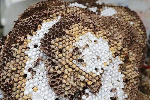 蜜蜂拖蛹出去是為什么 蜜蜂拖蛹出去是為什么