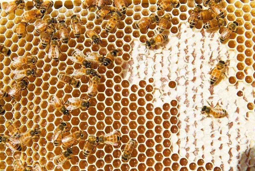 蜜蜂的生活習性有哪些? 蜜蜂的生活習性有哪些?