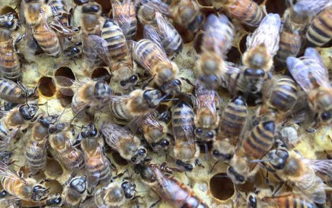 養蜜蜂蜂王不走的技術(蜂王為什么飛走) 養蜜蜂蜂王不走的技術(蜂王為什么飛走)