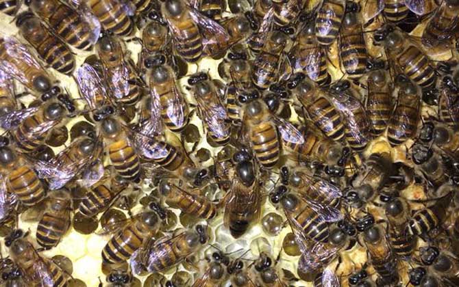 養蜜蜂蜂王不走的技術(蜂王為什么飛走) 養蜜蜂蜂王不走的技術(蜂王為什么飛走)