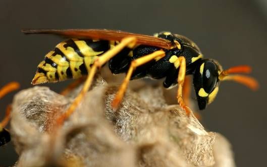 孕婦夢見黃蜂是什么預兆(孕婦夢見黃蜂追自己) 孕婦夢見黃蜂是什么預兆(孕婦夢見黃蜂追自己)