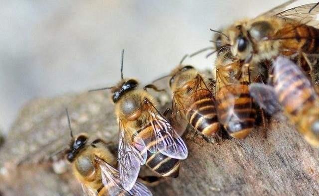 蜂群出現雄蜂要多久會自然分蜂(蜜蜂起雄蜂是不是就要分蜂) 蜂群出現雄蜂要多久會自然分蜂(蜜蜂起雄蜂是不是就要分蜂)