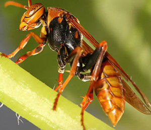 工蜂在蜂群中的作用是什么(工蜂在蜂群中的地位和作用是什么) 工蜂在蜂群中的作用是什么(工蜂在蜂群中的地位和作用是什么)