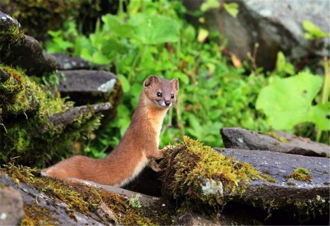 帕米爾高原的香鼬為何散發一種香氣? 新疆帕米爾高原發現香鼬,不足1斤,敢捕食比自己重100倍的盤羊