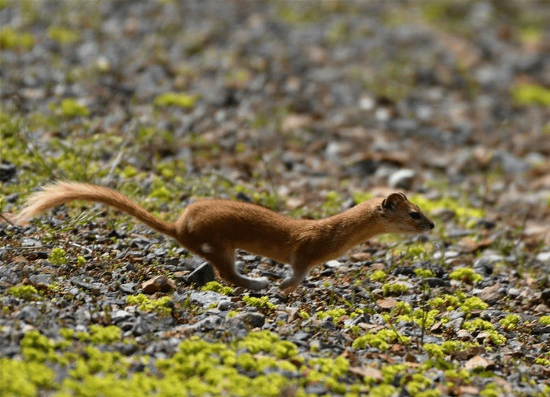 帕米爾高原的香鼬為何散發一種香氣? 新疆帕米爾高原發現香鼬,不足1斤,敢捕食比自己重100倍的盤羊
