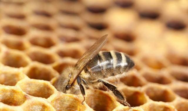 中蜂哪個牌子的巢礎好用(中蜂巢礎哪家好) 中蜂哪個牌子的巢礎好用(中蜂巢礎哪家好)