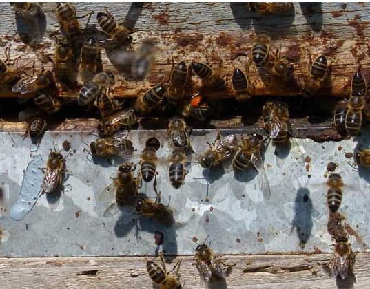 阿壩中蜂怎么過(guò)冬要飼喂嗎（蜜蜂越冬飼料需要加入什么）