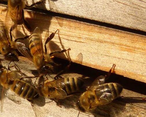 阿壩中蜂怎么過(guò)冬要飼喂嗎（蜜蜂越冬飼料需要加入什么）