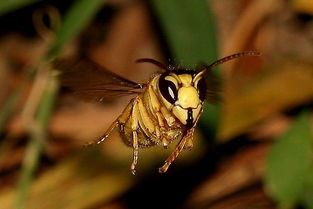 東北黑蜂是中蜂還是意蜂(東北黑蜂是什么) 東北黑蜂是中蜂還是意蜂(東北黑蜂是什么)