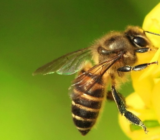 甘肅省哪里產阿壩中蜂(你聽說過阿壩中蜂嗎,它“神”在哪里,你那里可以養嗎) 甘肅省哪里產阿壩中蜂(你聽說過阿壩中蜂嗎,它“神”在哪里,你那里可以養嗎)