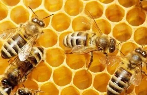 蜂王什么時(shí)候交尾容易成功 蜂王什么時(shí)候交尾容易成功