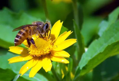 蜂王什么時(shí)候交尾容易成功 蜂王什么時(shí)候交尾容易成功