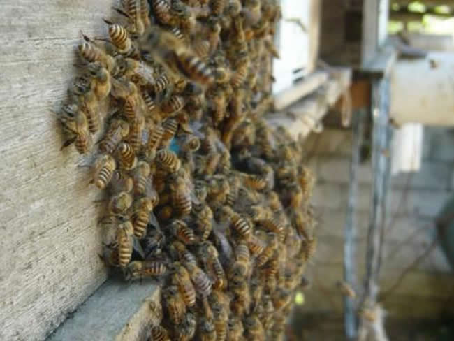 誘蜂水怎么配? 誘蜂水怎么配?