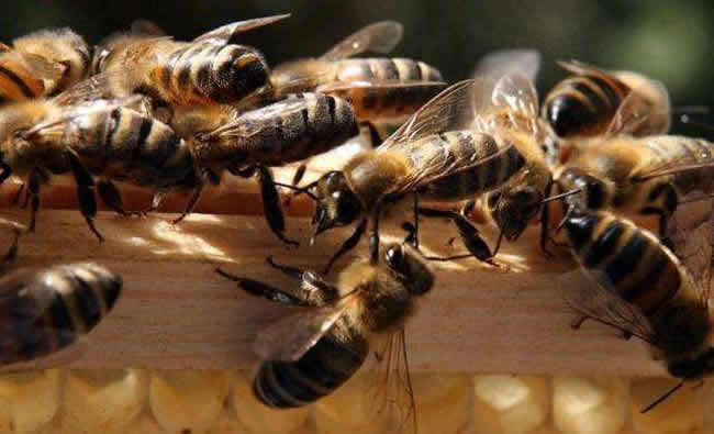 中蜂群怎么合并才不會(huì)打架？